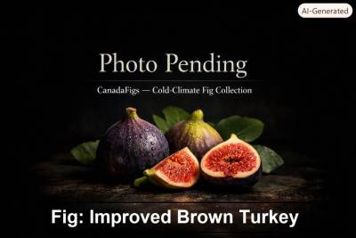 Improved Brown Turkey Fig